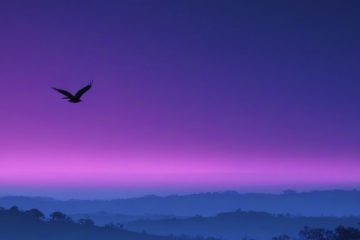 Aleksandra Picariello – Don't Fly Away