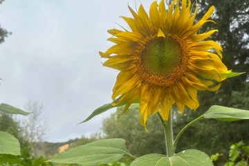 Michellar – September