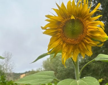 Michellar – September