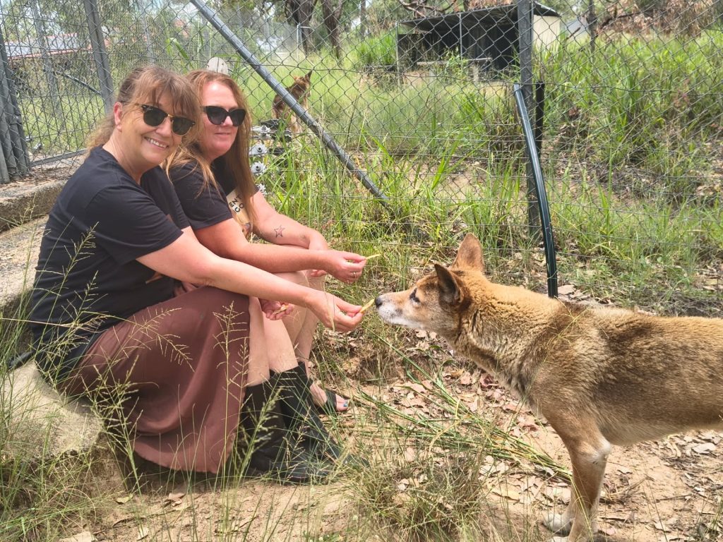 The Amanda Emblem Experiment – Ancient Dingo The Amanda Emblem Experiment – Ancient Dingo