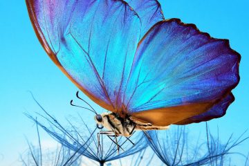 Lana Crow – In Spirit