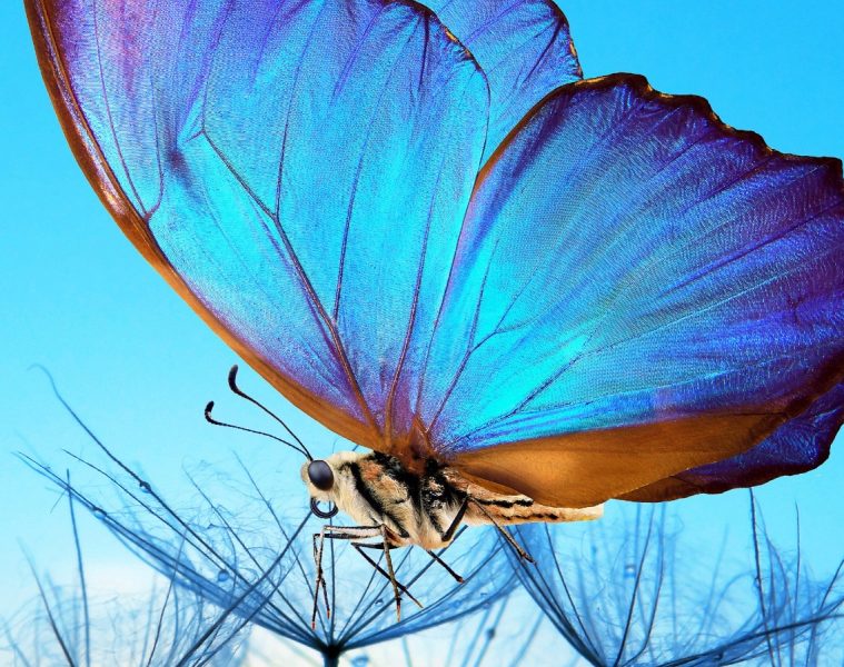 Lana Crow – In Spirit