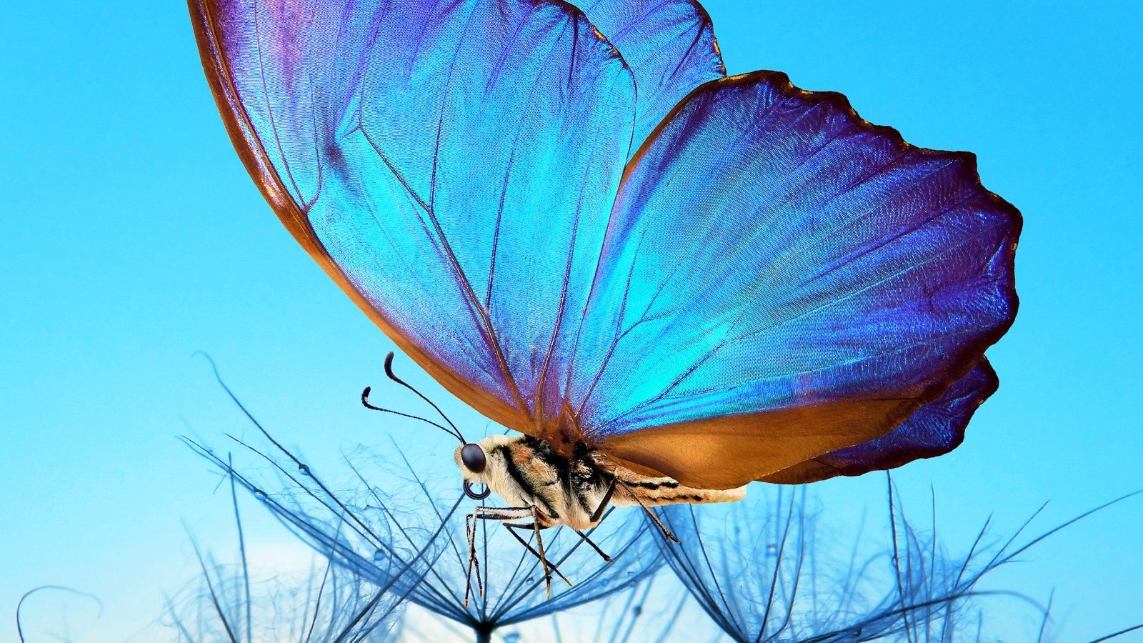 Lana Crow – In Spirit