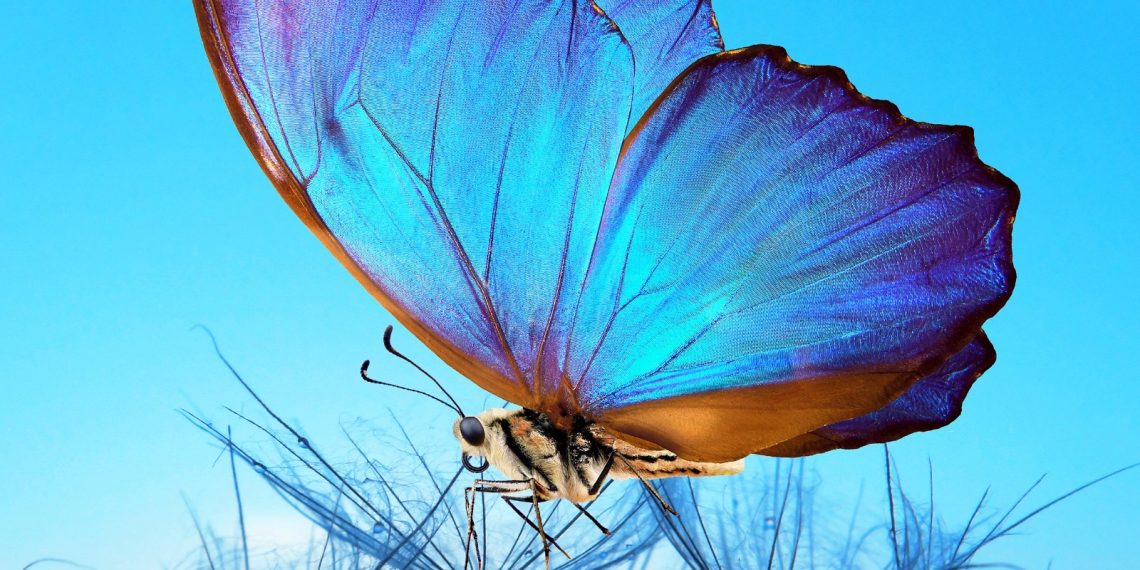 Lana Crow – In Spirit