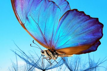 Lana Crow – In Spirit