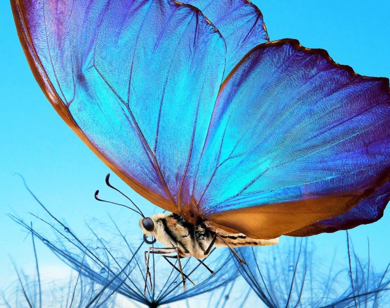 Lana Crow – In Spirit