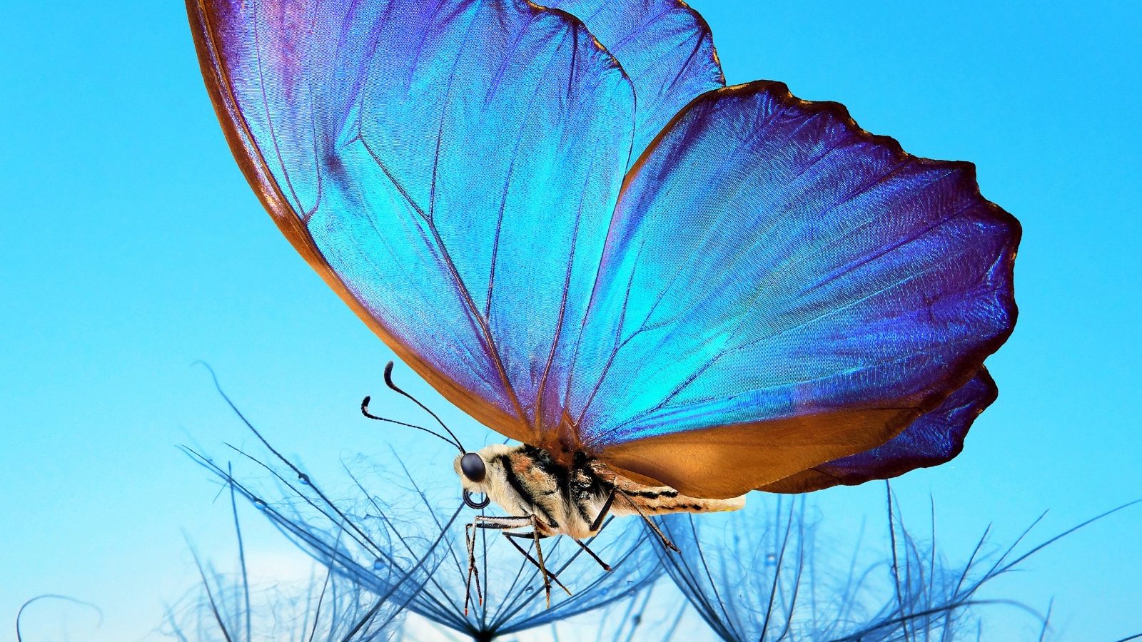 Lana Crow – In Spirit