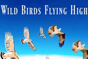 Karen Salicath Jamali – Wild Birds Flying High
