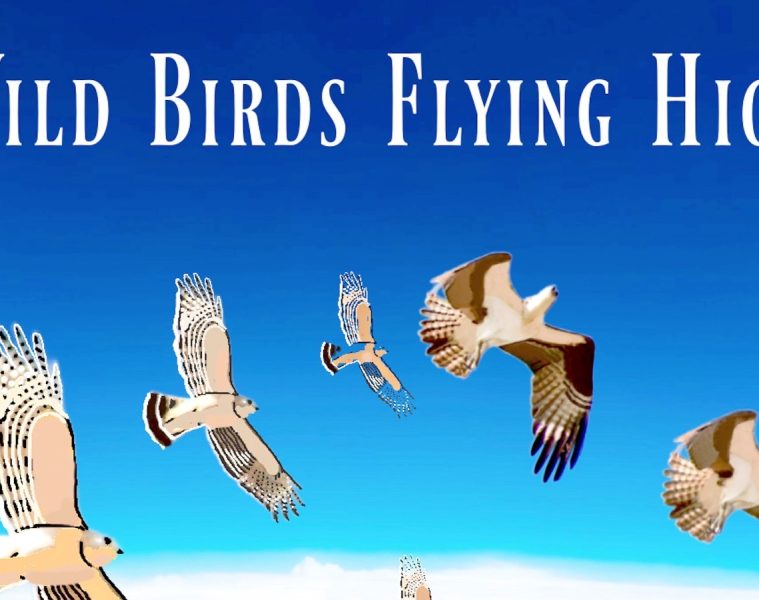Karen Salicath Jamali – Wild Birds Flying High
