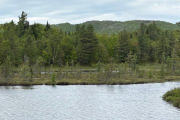 fromtheswamp – peaceful waters