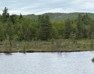 fromtheswamp – peaceful waters