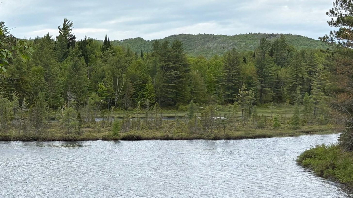 fromtheswamp – peaceful waters